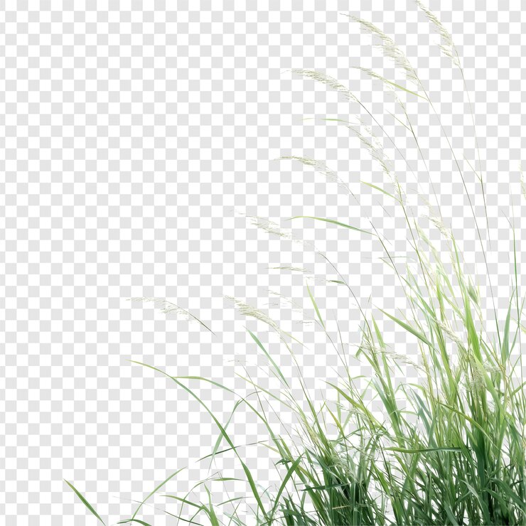 PSD close-up of fresh green grass blades