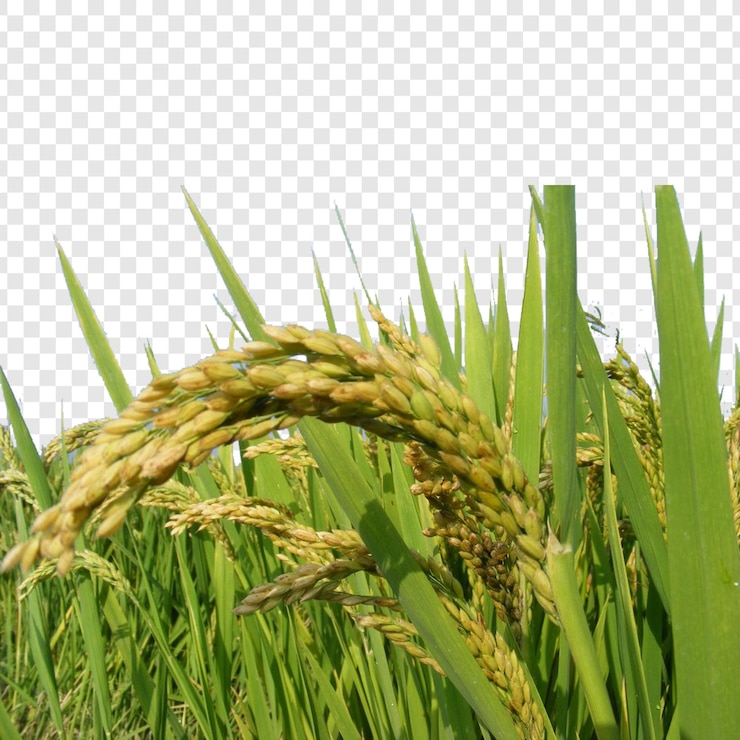 PSD close-up of rice paddy field