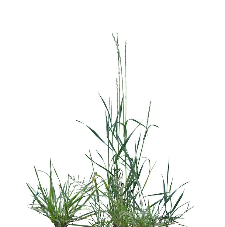 PSD close-up of vibrant green grass isolated on a white background