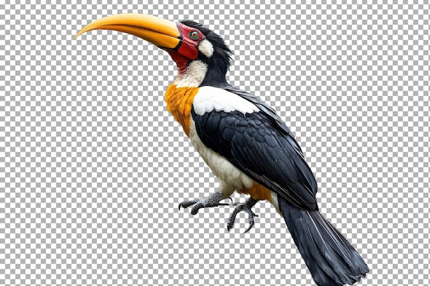 closeup of a striking hornbill showcasing its vibrant colors with isolated background with isolated on transparent background