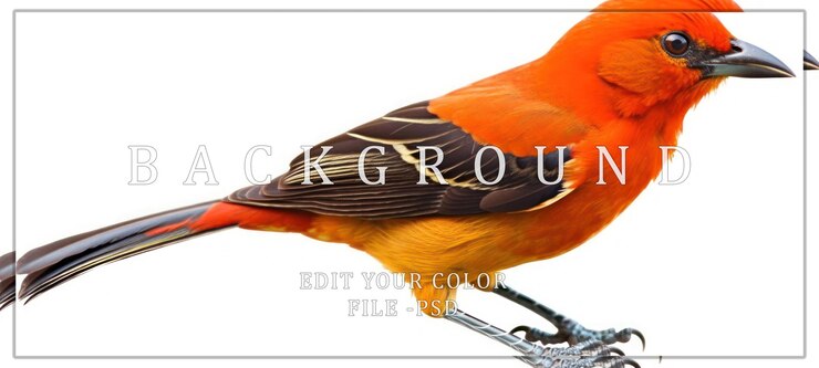 PSD closeup of a vibrant orange bird with black wing stripes