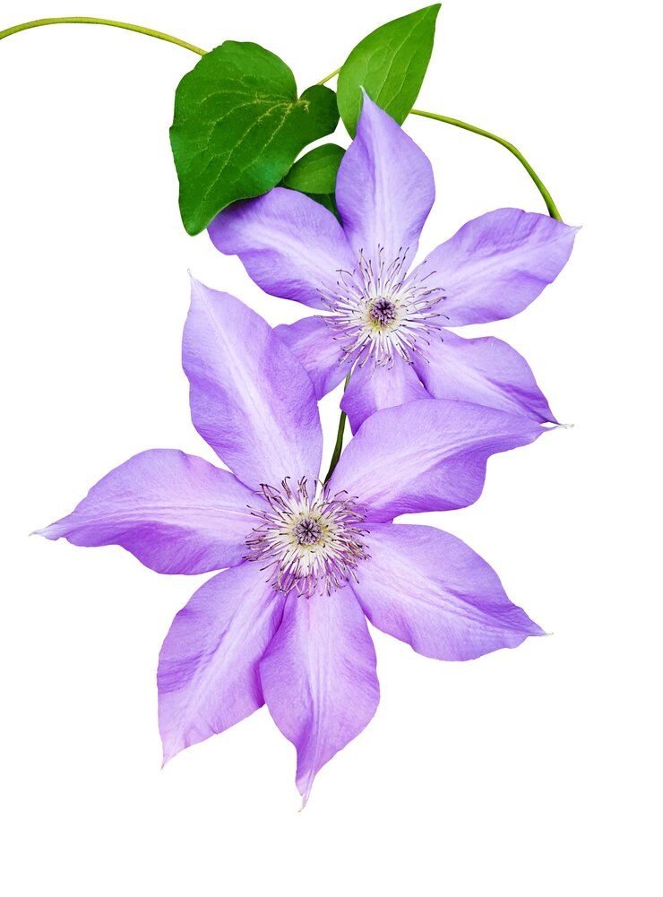 PSD closeup of two purple clematis flowers blooming