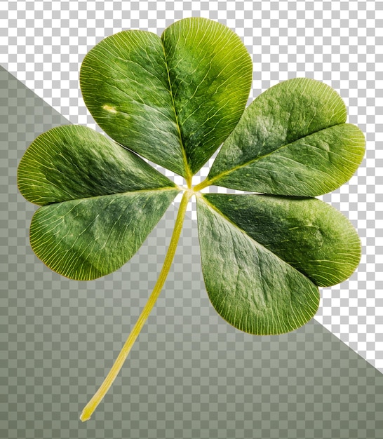 Clover à quatre feuilles vibrant sur le stock de coupe blanche png