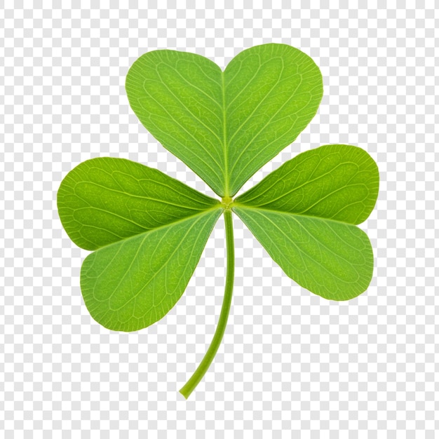 Clover à trois feuilles sur un fond transparent