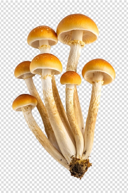 Cluster of Armillaria mellea mushrooms isolated on the transparent background