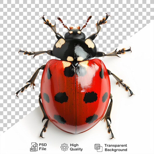 PSD une coccinelle sur fond transparent avec un fichier png