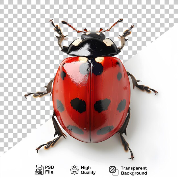 PSD une coccinelle sur fond transparent avec un fichier png