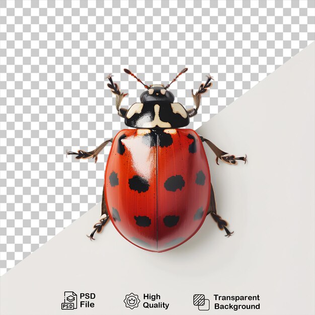 PSD une coccinelle sur fond transparent avec un fichier png