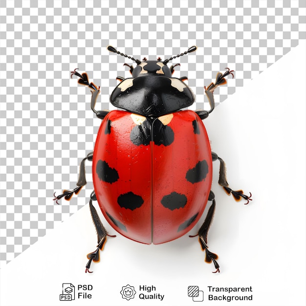 Une Coccinelle Sur Fond Transparent Avec Un Fichier Png