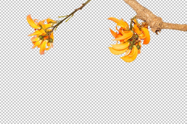 PSD cochlospermum regium blume auf isoliertem transparentem hintergrundflorales objekt