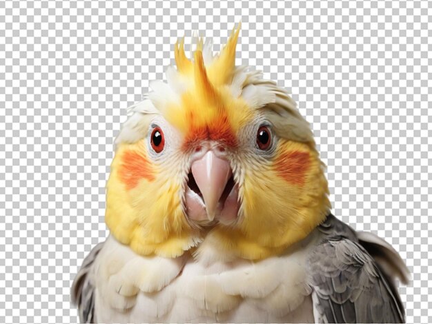 PSD cockatiel png