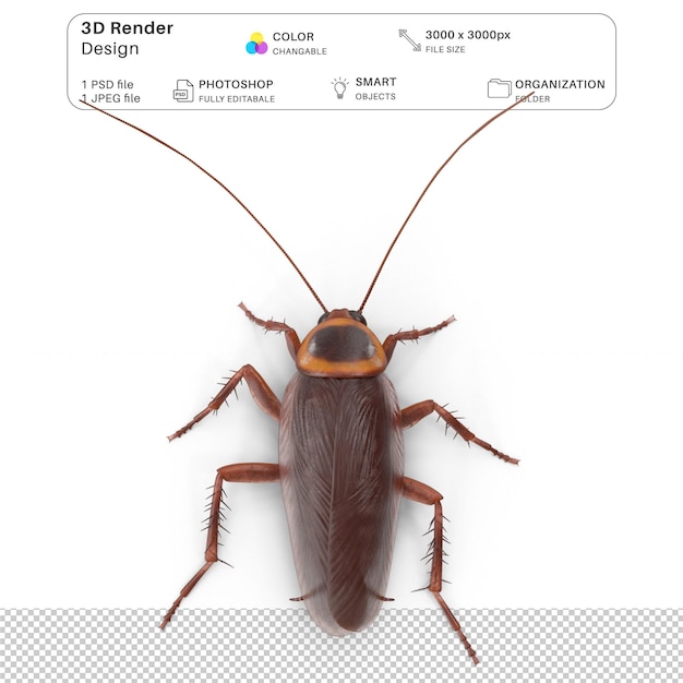 Cockroach 3D Modeling PSD File Realistic Cockroach