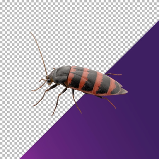 cockroach no background png