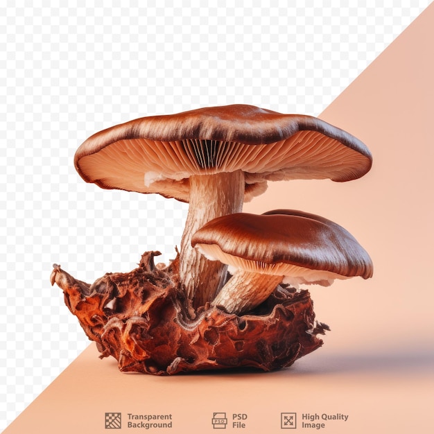 Cogumelo ganoderma lucidum mostrado em fundo transparente