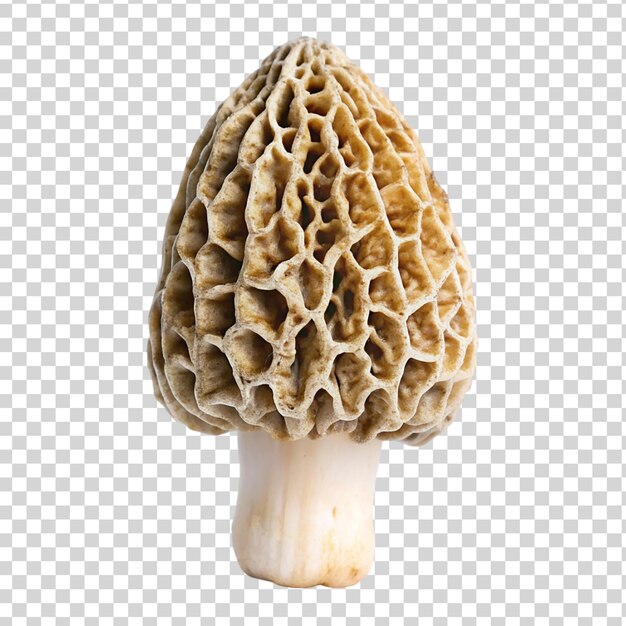 Cogumelo morel isolado em fundo transparente