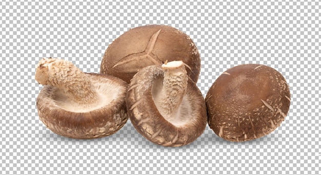 PSD cogumelo shiitake isolado na camada alfa