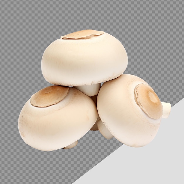 PSD cogumelos champignon png isolados em fundo transparente