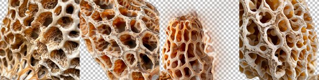 Cogumelos morel isolados em fundo transparente