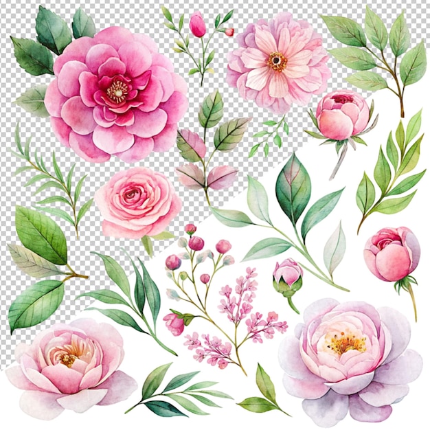 PSD coleção de aquarelas de um rosa floral brilha em fundo transparente