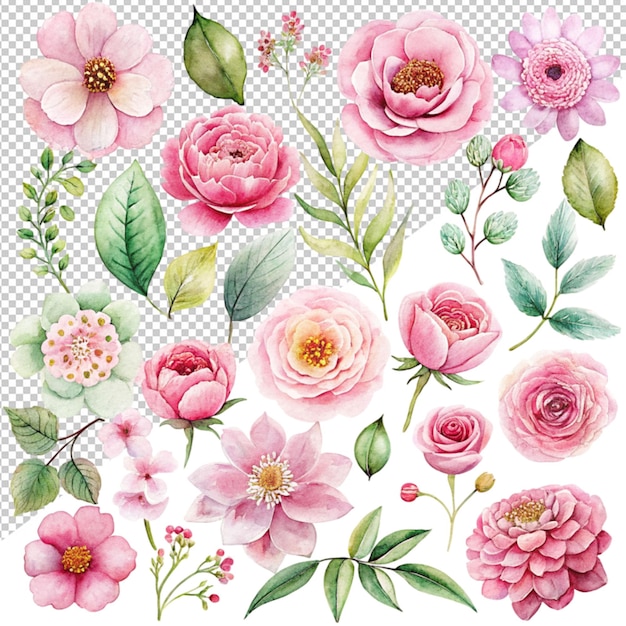 Coleção de aquarelas de um rosa floral brilha em fundo transparente