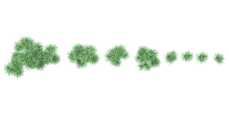 PSD coleção de árvores pandanus tectorius bonitas isoladas em fundo branco de cima