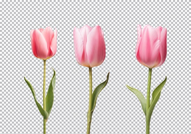 PSD coleção de flores de tulipa rosa isolada em um fundo transparente