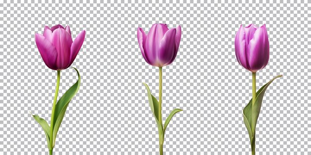 Coleção de flores de tulipas roxas isoladas em um fundo transparente