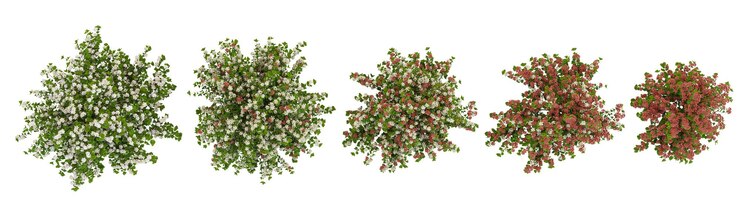 PSD coleção de plantas de espira de folha de bétula com fundo transparente de cima