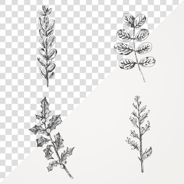 Coleção de plantas desenhadas à mão png transparente