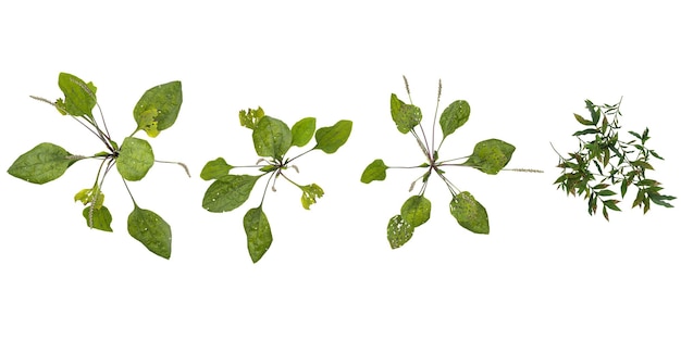 Coleção de plantas PlantagoOplismenus em fundo transparente vista de cima