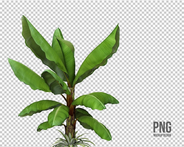 PSD coleção de plantas tropicais decoração isolada