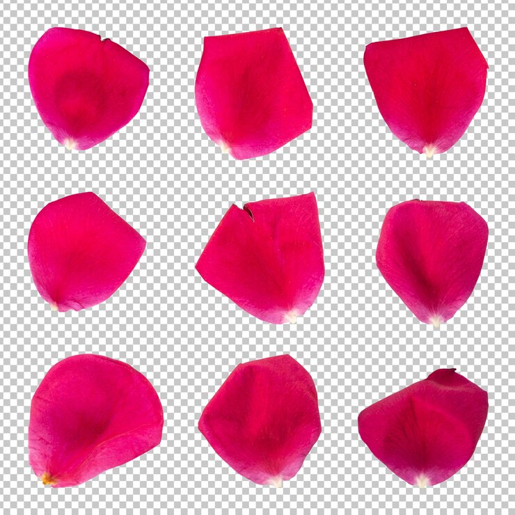 Coleção de renderização isolada de pétalas de flores de rosa