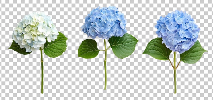 PSD coleção de três flores de hortênsia isoladas fundo transparente