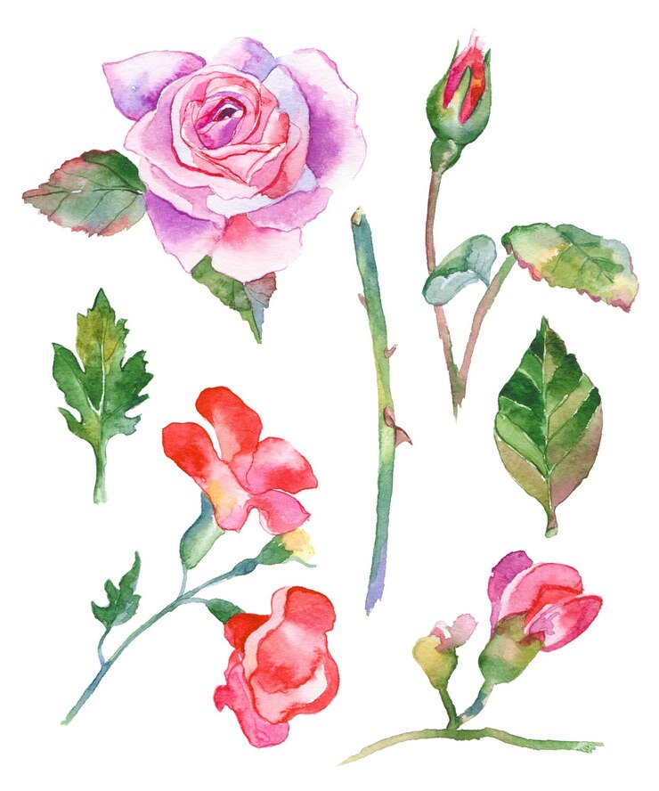 PSD coleção pintada em aquarela de flores elementos de design de flores desenhadas à mão isolados no fundo branco