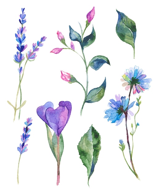 Coleção pintada em aquarela de flores Elementos de design de flores desenhadas à mão isolados no fundo branco