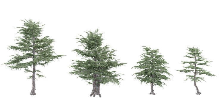 PSD colección de árboles de cedro del líbano con estilo realista
