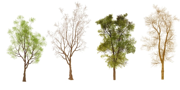 Colección de árboles de las cuatro estaciones primavera verano otoño invierno