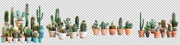 PSD colección cactus en maceta aislados sobre un fondo transparente