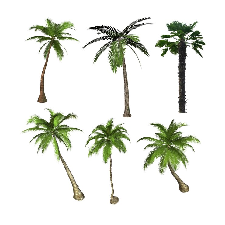 Colección de diversas palmeras aisladas en blanco