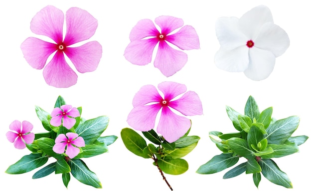 Colección de flores de catharanthus