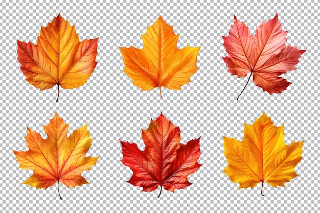 PSD colección de hojas de otoño aisladas sobre fondo transparente