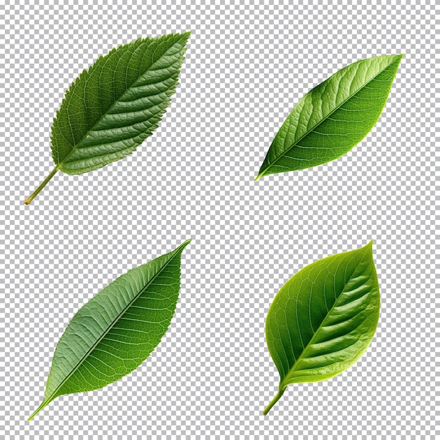PSD colección de hojas verdes tropicales de vista superior sobre fondo transparente