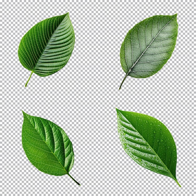 Colección de hojas verdes tropicales de vista superior sobre fondo transparente