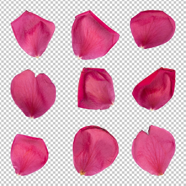 Colección de pétalos de flores de rosa renderizado aislado