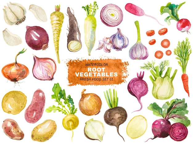 Colección pintada en acuarela de verduras de raíz aisladas sobre un fondo transparente