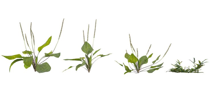 PSD colección de la planta plantagooplismenus en un fondo transparente desde la vista superior