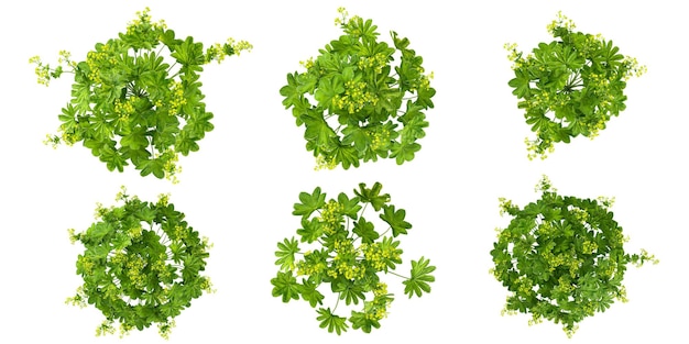 Colección de plantas de Alchemilla vulgaris en un fondo transparente desde la vista superior