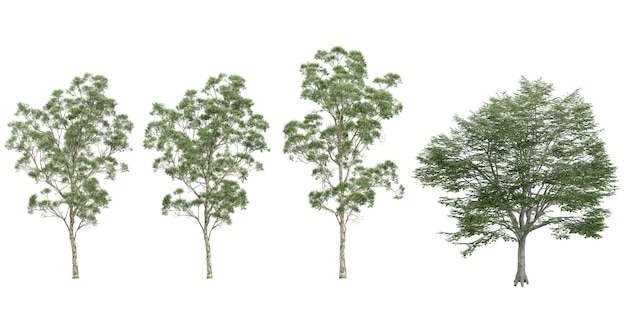 colección de plantas de eucalipto aisladas sobre un fondo blanco