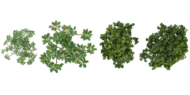 Colección de plantas de FicusPlumeria en un fondo transparente desde la vista superior