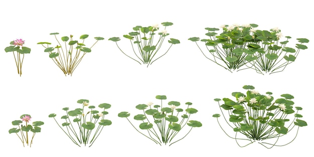 Colección de plantas Nymphaea con estilo realista